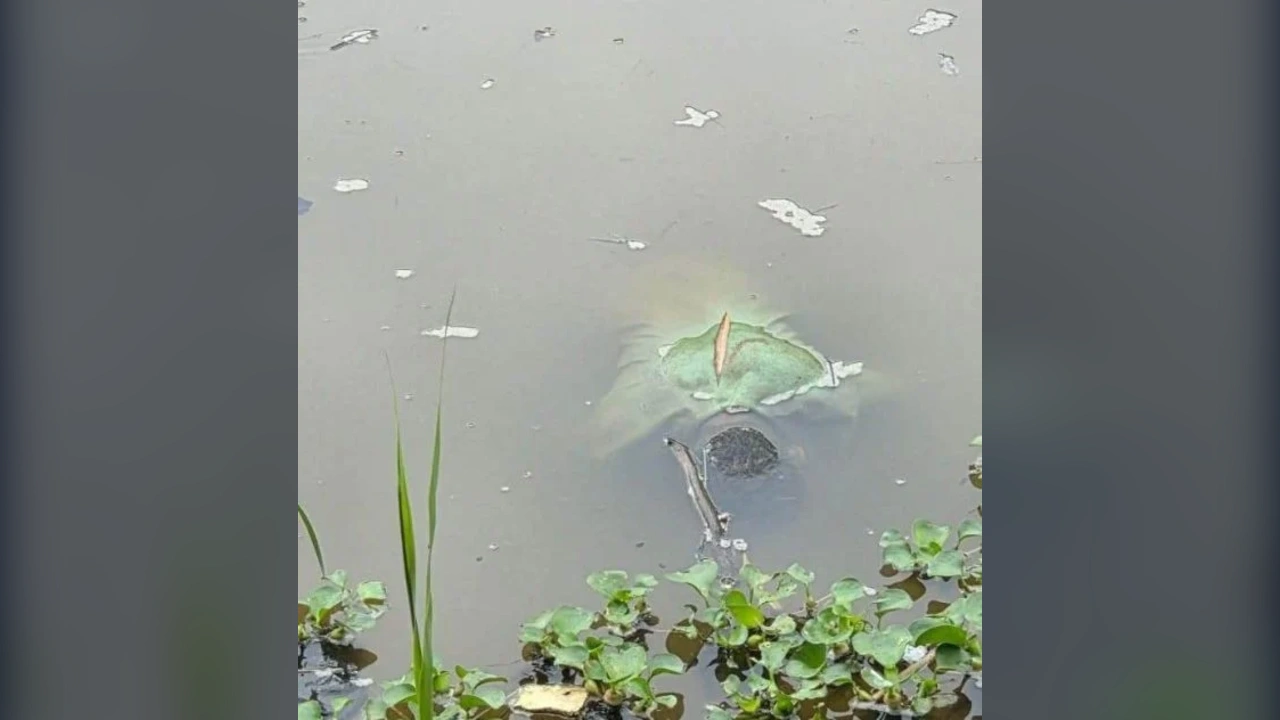 ঈদগাঁও নদী থেকে একজনের মরদেহ উদ্ধার