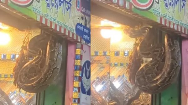 সোনার দোকানের শোকেসে ১৪ ফুট লম্বা অজগর