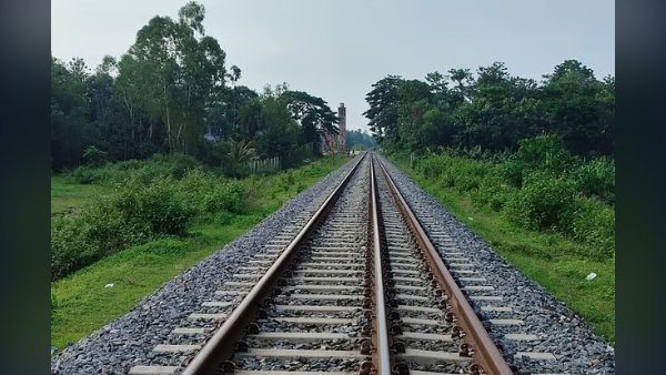 বনের ক্ষতি পুষিয়ে দিতে রোপণ করা চারার বড় অংশ উধাও
